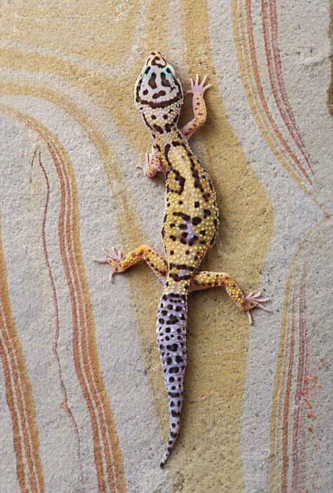 Image result for excavator clay ideas  Leopard gecko, Gecko, Leopard gecko  terrarium